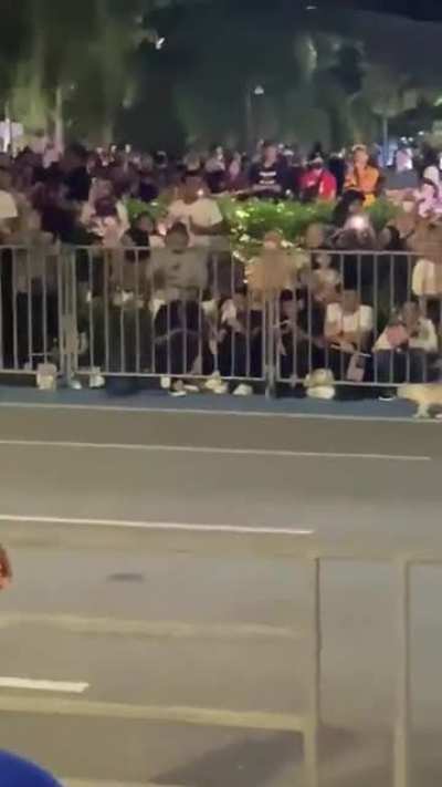 Dia sekor jer dah buat orang ramai huru hara, aggresif, panik! Memang Adorable laaa ko nie yemm