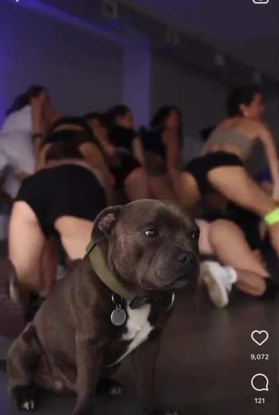 dog🗿