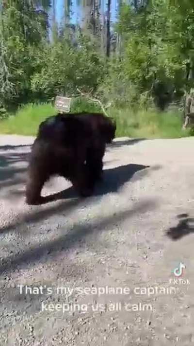 Tourists in Alaska encounter the biggest good boy.