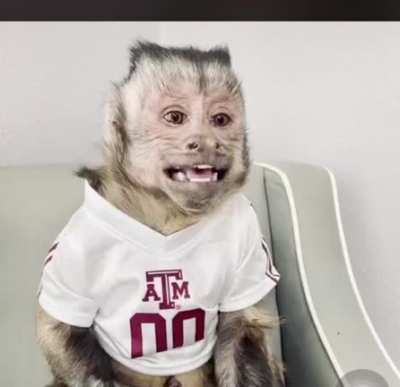 &iquest;Monkey? Ye.. ❤️Monkey❤️