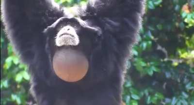 Another Gibbon monkey scream