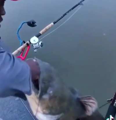 fish cat