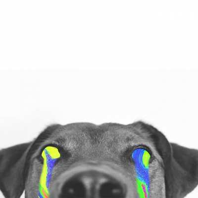 Dogs