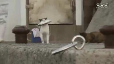 Little ahole steals fishermans catch.