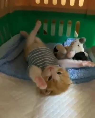 Котик
