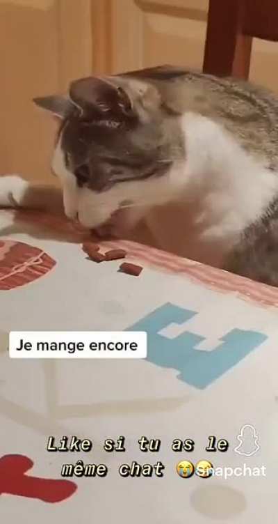 Un bon chat m&eacute;rite une bonne journ&eacute;e