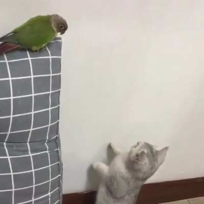 Just checking the walls...