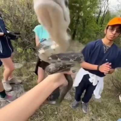 Snek
