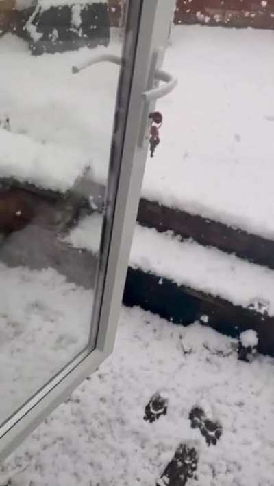 That&rsquo;s a big NOPE for the doggo