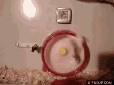 The Hamster In Google's Headquarters be like