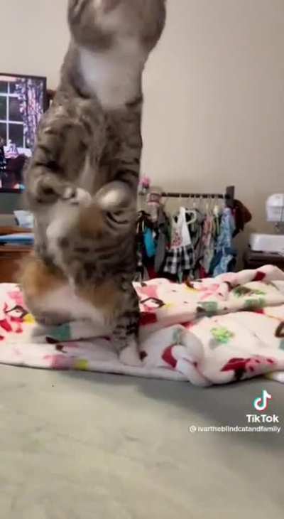 Dino gato
