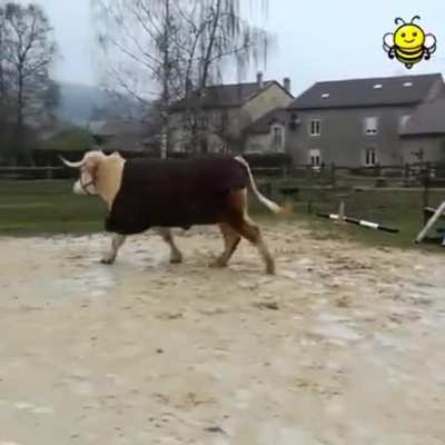 Moehhh" I am a horseeee !!!