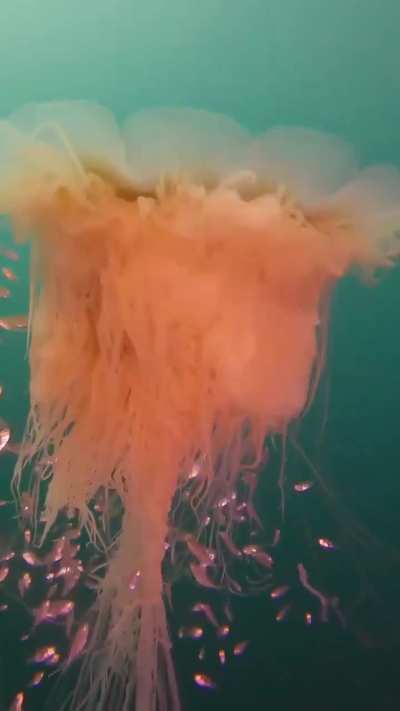 The lion's mane jellyfish is the largest known species of jellyfish, with tentacles as long as 30 meters (100 feet)