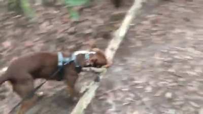 Dog chooses worlds biggest stick to take home with her