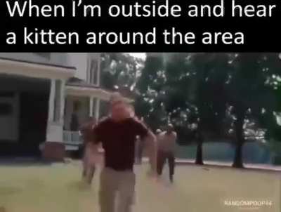 I love cats