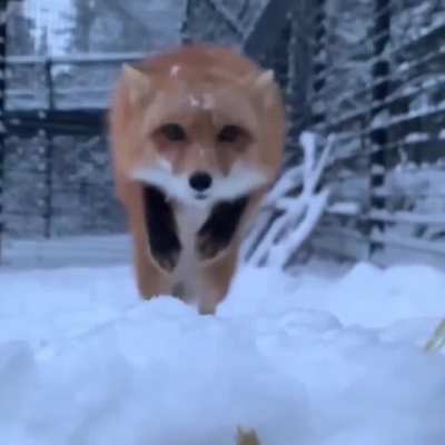 🔥 Fox attack