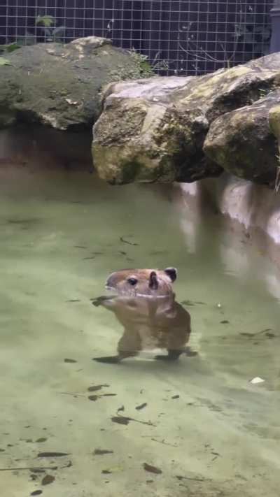 Carpinchito UwU