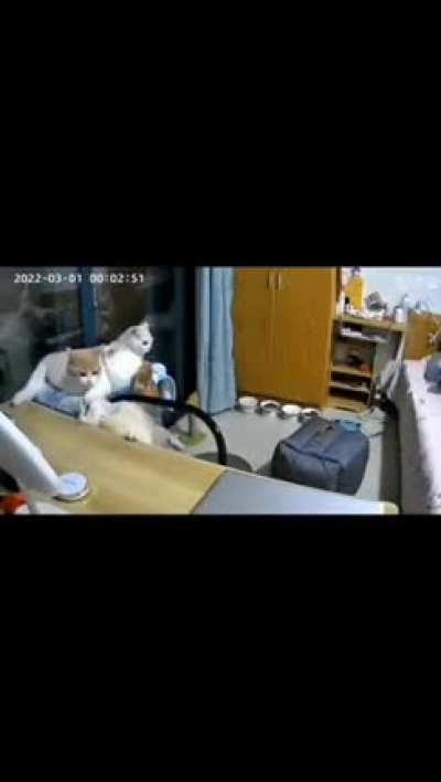 Forgot how to cat