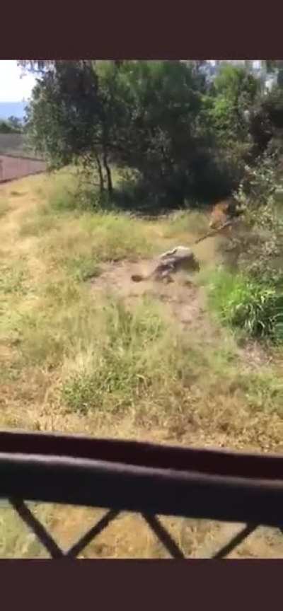 Don’t walk into a lions enclosure.