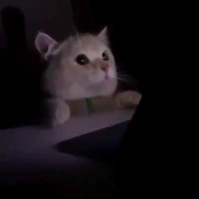 When you accidentally turn on light mode