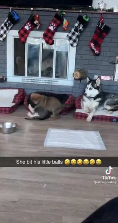 Do animal screams count?