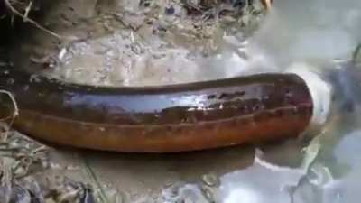 Nasty battle between Swamp Eel vs Carp
