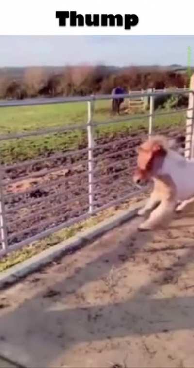 Thump