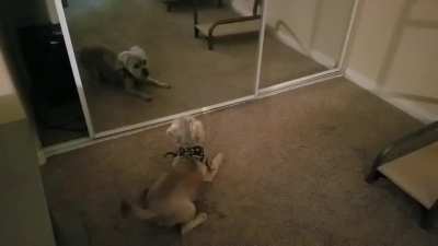 Thirsty discovering his reflection for the 1st time