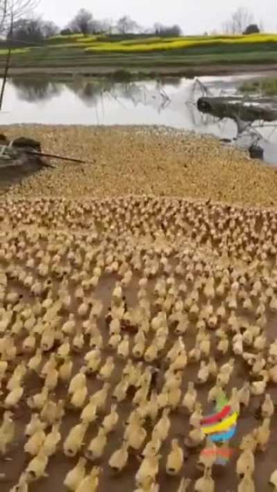 Invading another territory