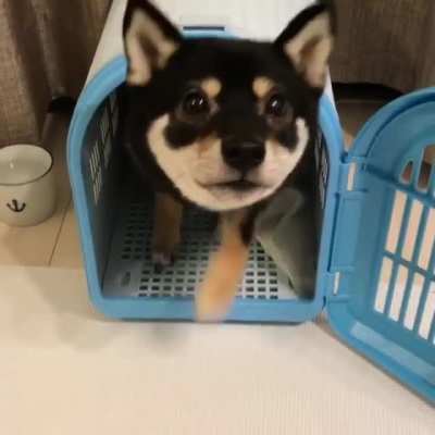 Watch my ears pop up!