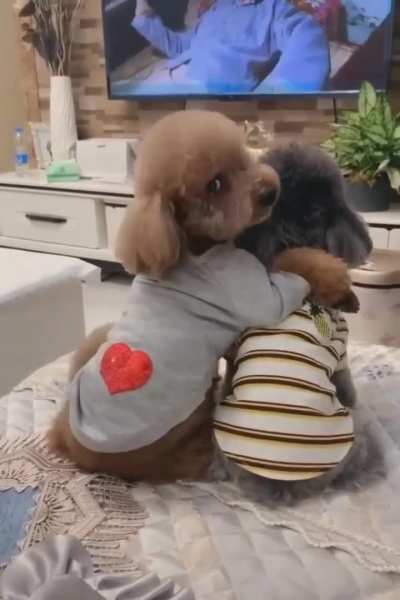 Love 💟 Dog