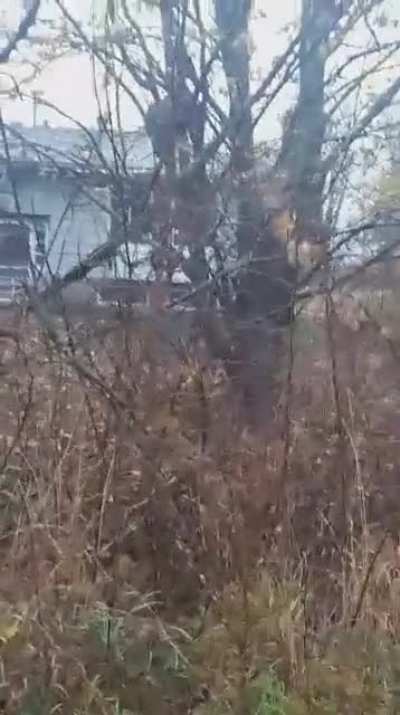 Throwing rocks at a massive nest