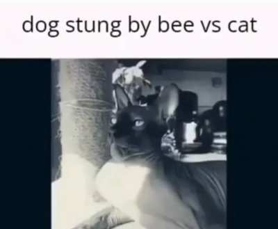 A very interesting title