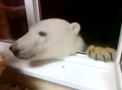 polite wunk