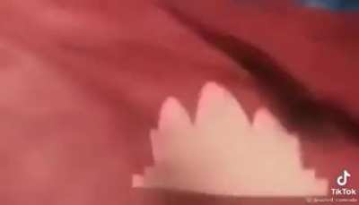 p o l p o t w a v e