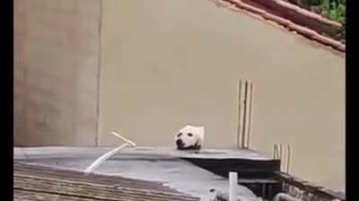 Sending a warning message to other dogos