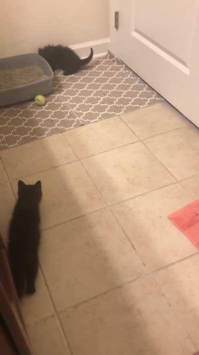 Pluto stalking Mocha!! And I don&rsquo;t know what Mocha is doing.