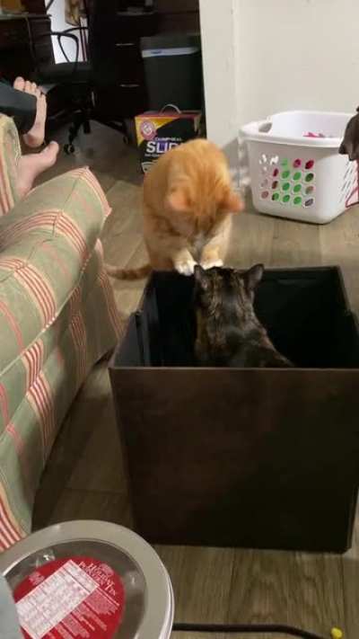 Determining if it&rsquo;s a 2-cat box