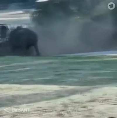 The strength of a rhino