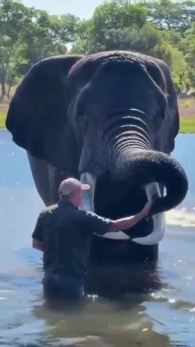 Wondrous and gentle creature