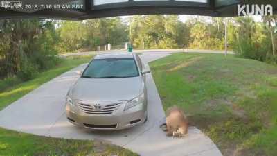 Just another day in Florida