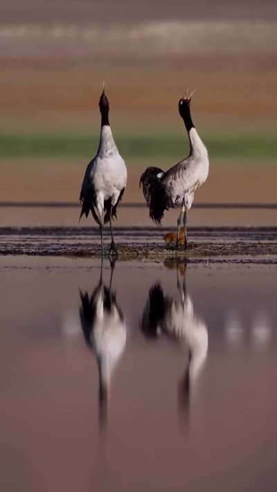 🔥 The Only Alpine Crane species&mdash; Black-Necked Cranes with chicks in Ladakh, India