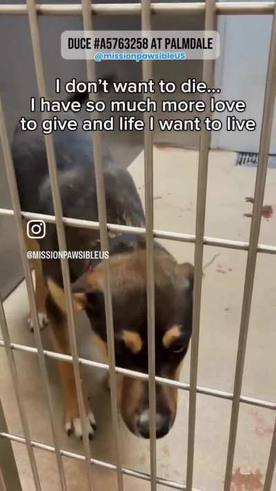 Duce, Euth 4-16-26, Palmdale Shelter, 38550 Sierra Highway, Palmdale, Ca 93550