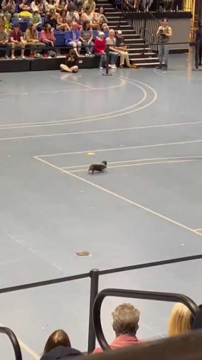 Senior (14yo) dog ends last in race but wins the crowd 🏆