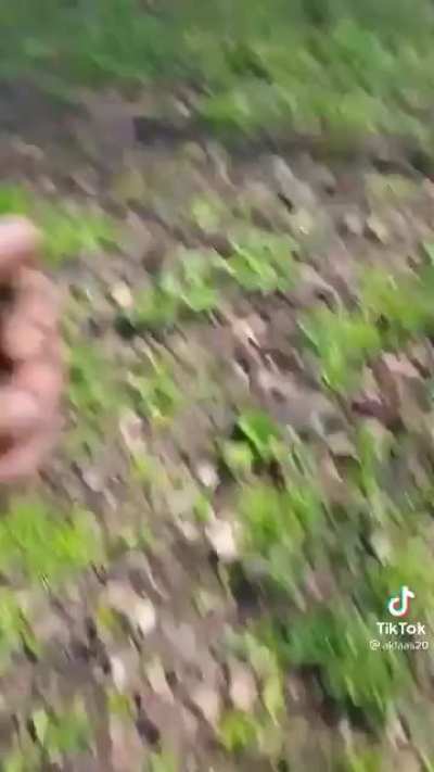 reuniting a duckling with it's mom