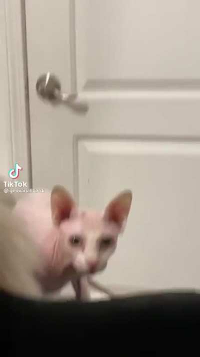 Nakey cat