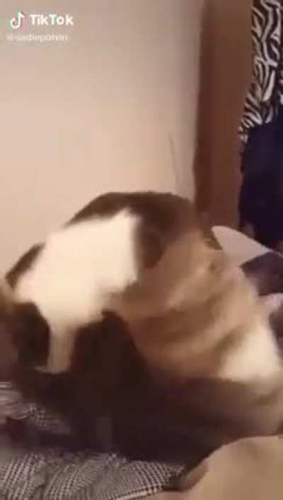 Perfectly cut hiss