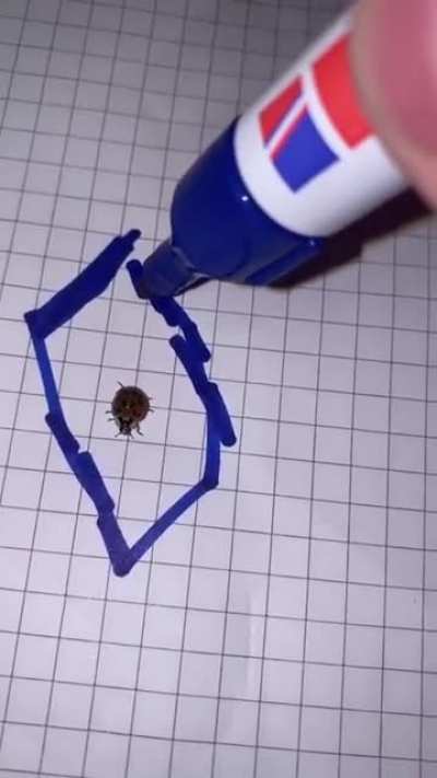 Ladybug