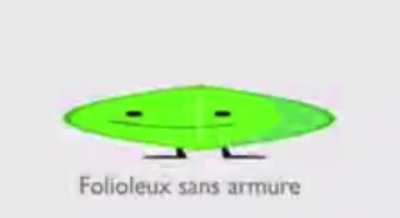 Armless leafy but