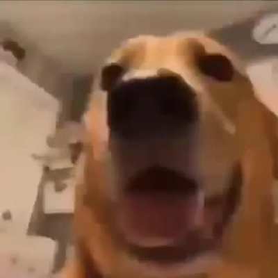when dog 